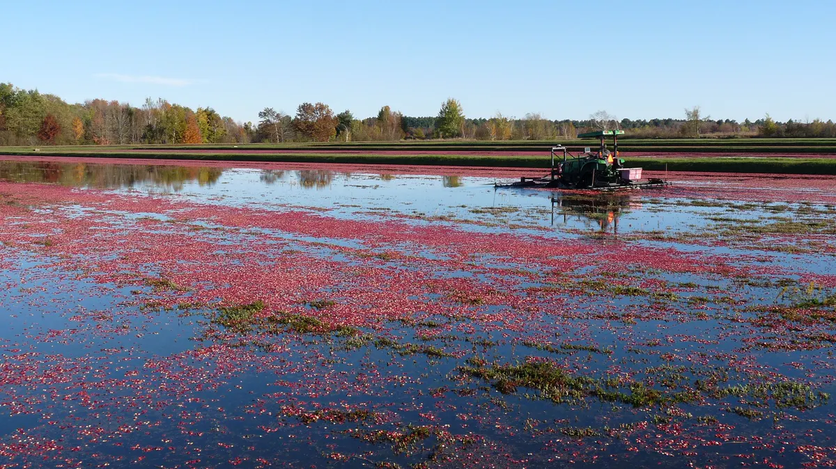 Wet harvest of cranberries on a flooded bog in Wisconsin Red cranberries floating on a flooded bog during the autumn wet harvest in Cranmoor, Wisconsin, with a harvesting machine in the water