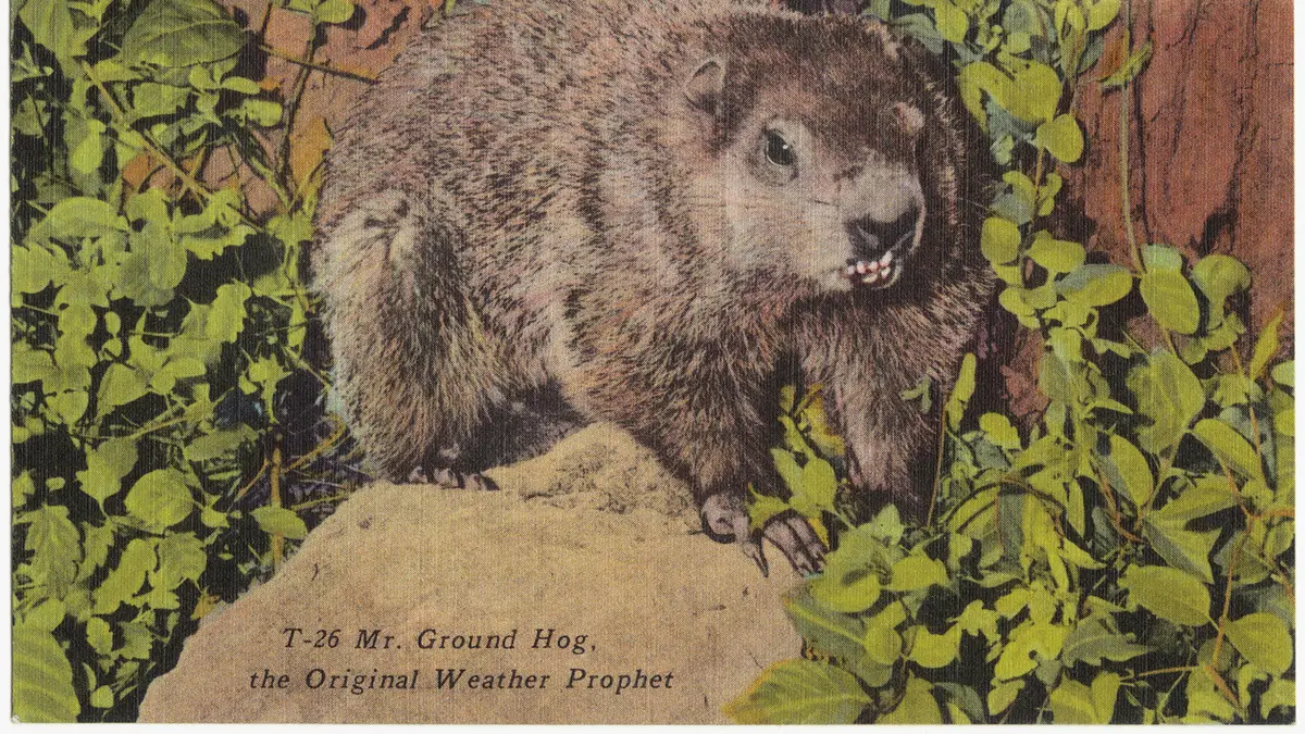 Linen postcard of a ground hog sold as the original weather prophet Vintage linen postcard of a groundhog on a rock among leaves, captioned Mr. Ground Hog, the original weather prophet