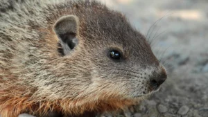 Close-up of a wild groundhog, Marmota monax, the burrowing animal at the center of the history of Groundhog Day