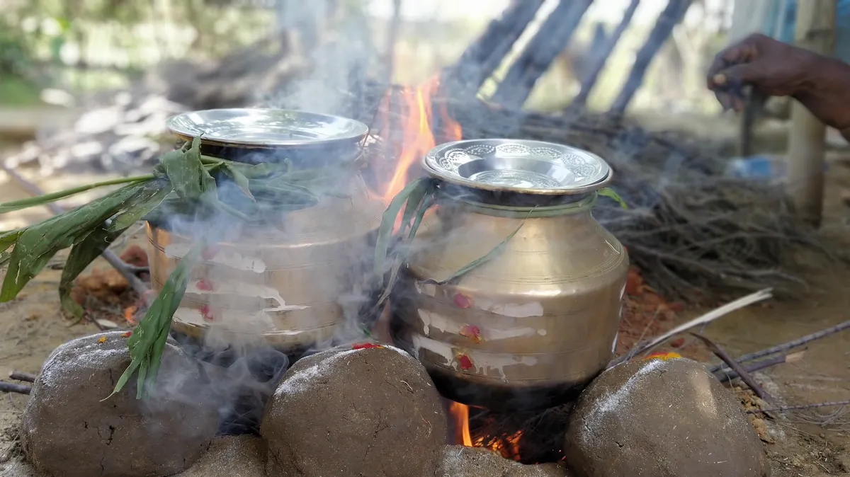 Pongal pots over an open fire on Thai Pongal morning Two metal pots of rice and milk heating over a wood fire on clay stones with sugarcane leaves for the Thai Pongal festival