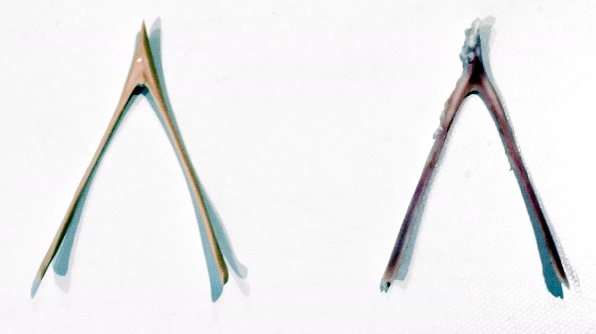 Two dried wishbones saved from a holiday turkey Two dried turkey wishbones, the forked merrythought bones pulled apart for luck, lying side by side on a white surface